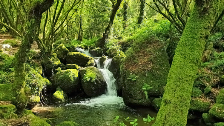 bosques de Galicia